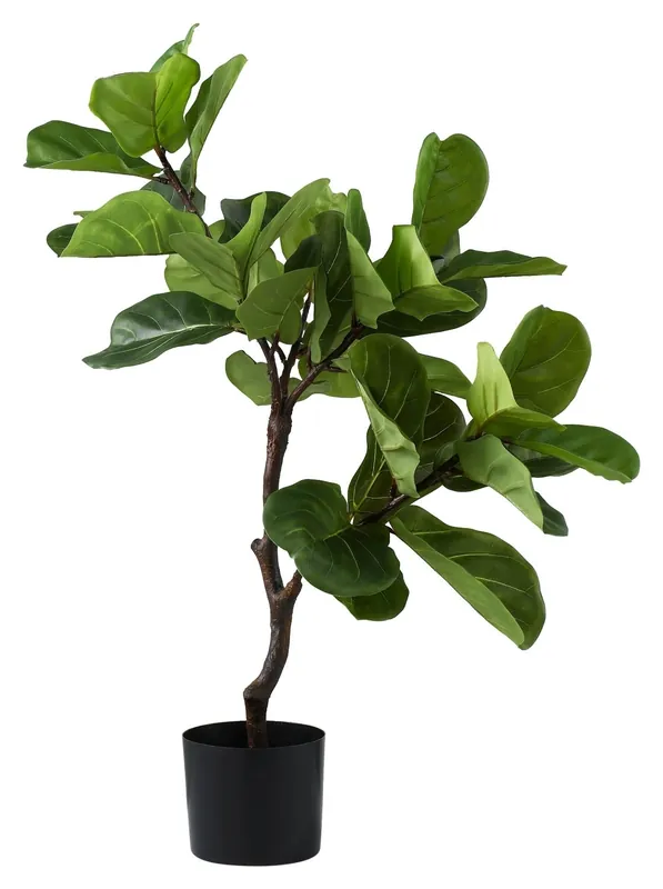 Schnäppchen Kunstpflanze FICUS LYRATA