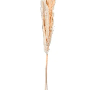 Trockenblume Pampasgras DRIED FLOWERS Mega-Angebot