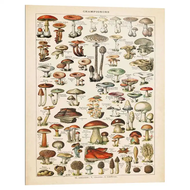 Wandbild DELINA Markenware