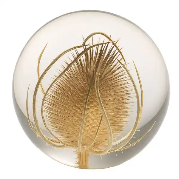 Hafod Grange Briefbeschwerer Objekt Teasel Distel Wilde Karde Large Top-Angebot