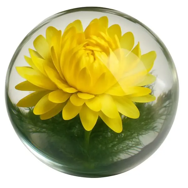 Kracherpreis Hafod Grange Briefbeschwerer Objekt Strohblume Gelb Helichrysum Small