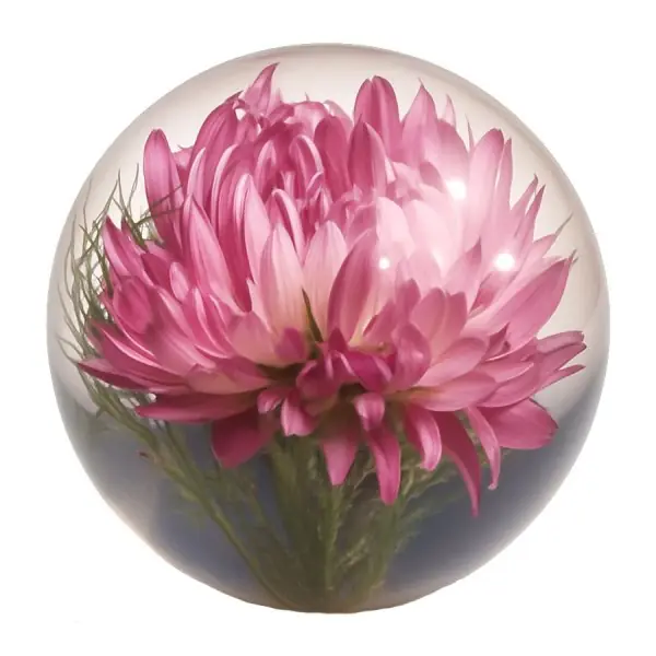 Preisreduziert Hafod Grange Briefbeschwerer Objekt Strohblume Pink Helichrysum Small