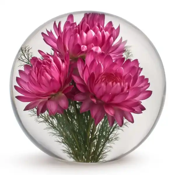 Preiswert Hafod Grange Briefbeschwerer Objekt Strohblume Pink Helichrysum Large