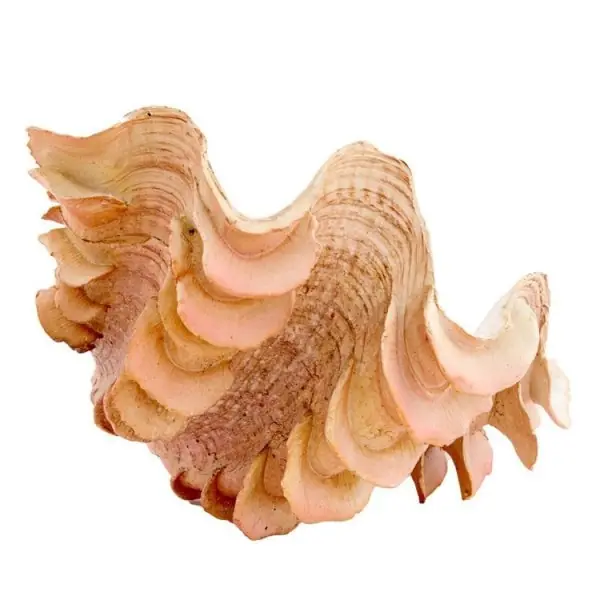 Light & Living Dekorationsobjekt Muschell Shell Orange (23,5x18cm) Premium