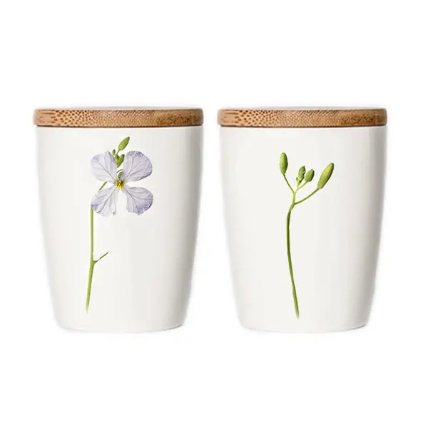 Simply Flowers Tasse Flachs Ölrettich (Klein) Großhandel